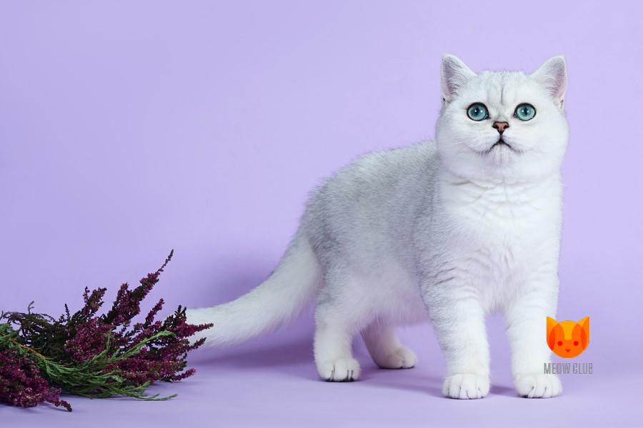 Разновидности серебристых окрасов британских и шотландских кошек